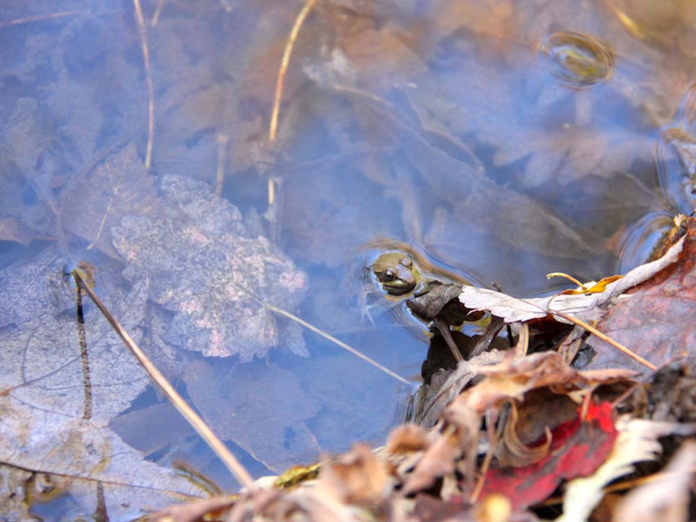 Pocasset Pokanoket Land Trust