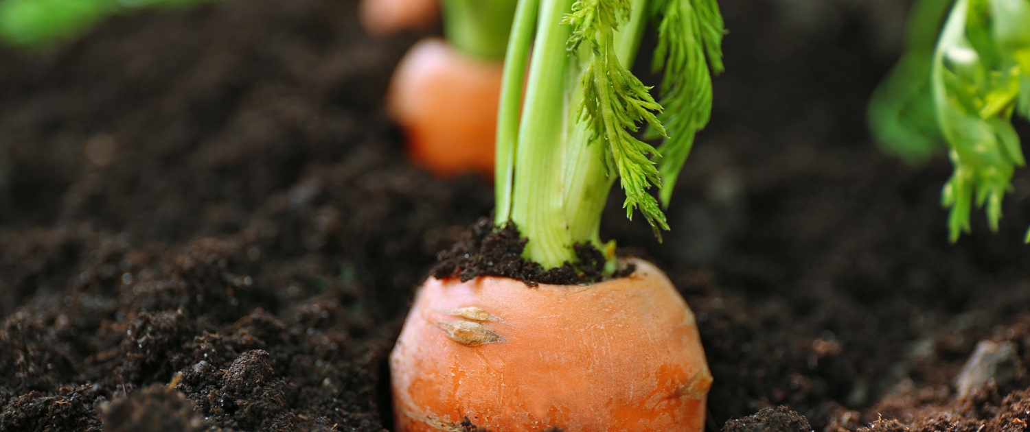 closeup of carrot top poking out of soil