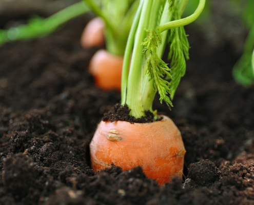 closeup of carrot top poking out of soil