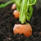 closeup of carrot top poking out of soil