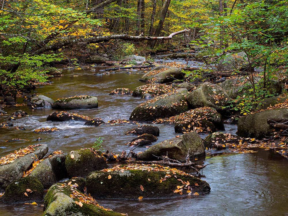 Fall leaves dot boulders in a Massachusetts stream.