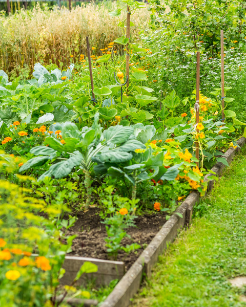 Sideview to garden with vegetables, herbage and flowers and oats in background