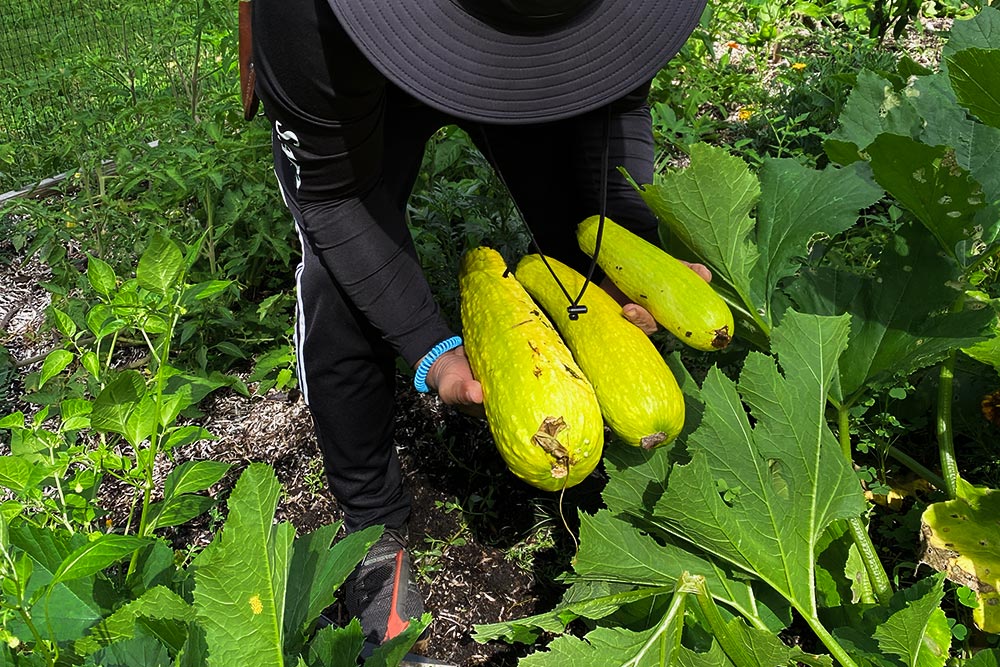 Food Sovereignty in Action Person in a sun hat holding an armful of freshly harvested yellow squash gathered from a thriving summer garden.