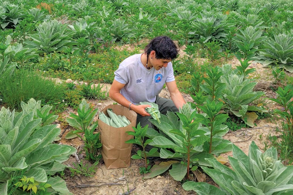 Harvesting Mullein for Traditional Medicine